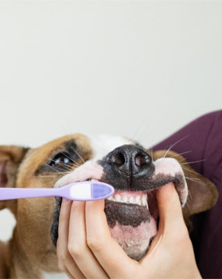 Kookos-banaani koiran hammastahna neutraloi hajua ja poistaa hammaskiveä Auna For Fauna 30 ml - 2