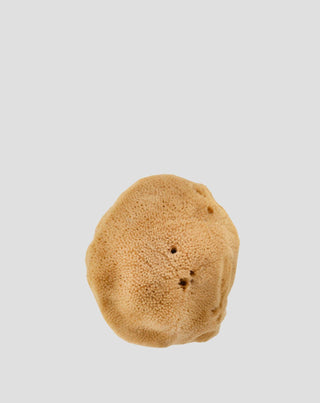 Luonnollinen ruskea merisieni 9,5 cm 02F hypoallergeeninen ja antibakteerinen Hhuumm_3 - 3